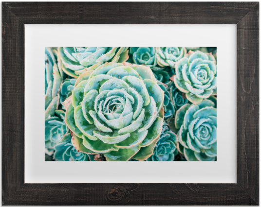 Morning Succulentby&nbsp;Debra Butler